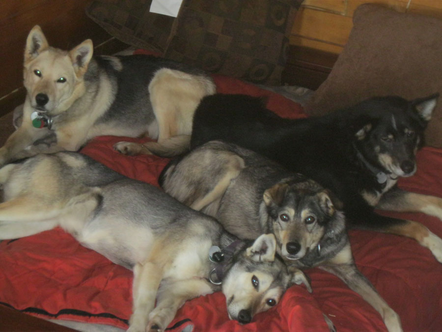 Kuling, Porsche, Ferrari, And Tetsa